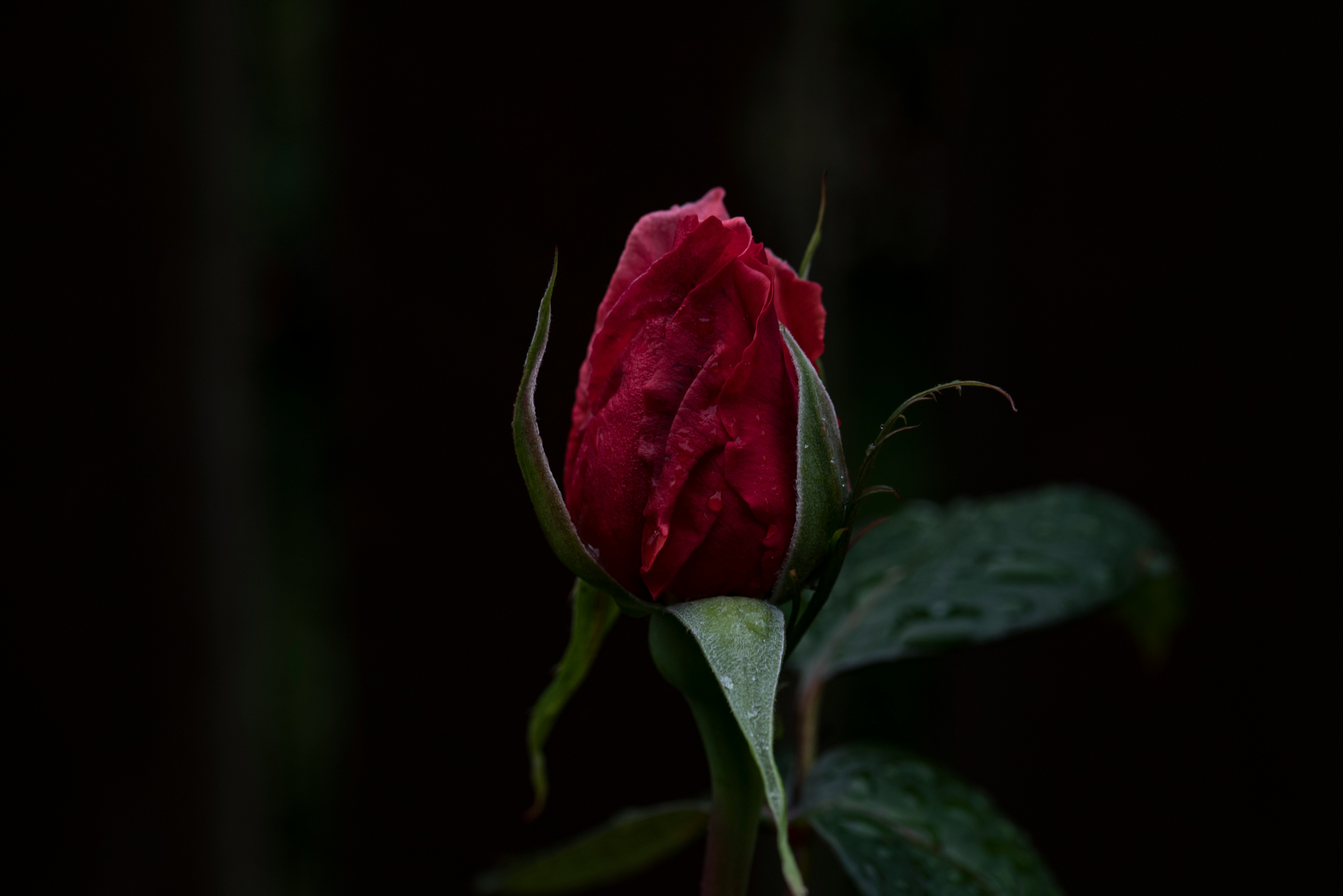 selective focus photography of red rose